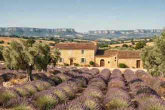 Vue panoramique d'une bastide provençale entourée de champs de lavande et d'oliviers en Provence-Alpes-Côte d'Azur