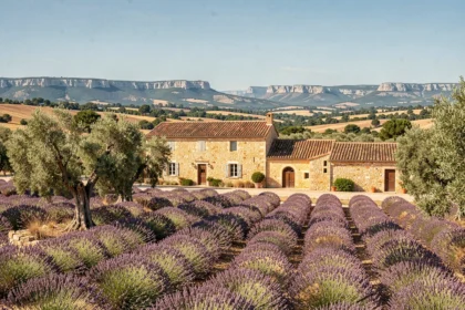 Vue panoramique d'une bastide provençale entourée de champs de lavande et d'oliviers en Provence-Alpes-Côte d'Azur